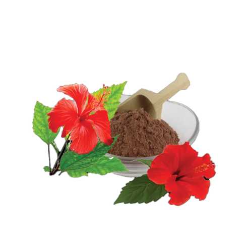 জবা ফুলের গুঁড়া